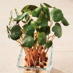 Microgreens – Nasturcja niska - młode listki o unikalnym smaku - 160 nasion