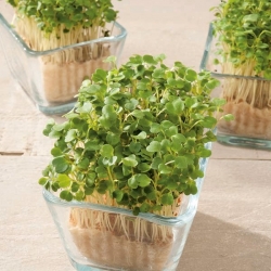 Microgreens – Rokietta siewna - młode listki o unikalnym smaku - 620 nasion