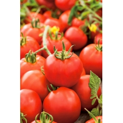 Pomidor Antares F1