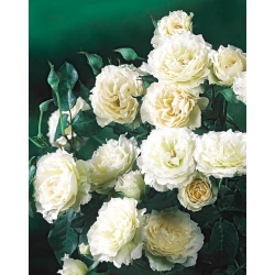 Róża rabatowa biała - sadzonka z bryłą korzeniową