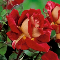 Róża wielkokwiatowa kremowo-czerwona - sadzonka z bryłą korzeniową