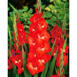 Gladiolus - Mieczyk Traderhorn - 5 cebulek