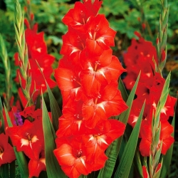 Gladiolus - Mieczyk Traderhorn - 5 cebulek