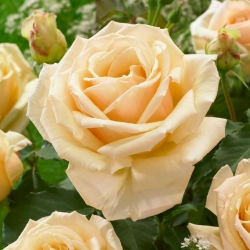 Róża wielkokwiatowa ciemna ecru - sadzonka z bryłą korzeniową