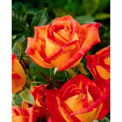 Róża wielkokwiatowa pomarańczowo-czerwona - sadzonka z bryłą korzeniową