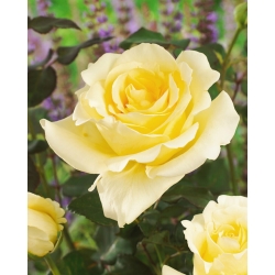 Róża wielkokwiatowa kremowa - sadzonka z bryłą korzeniową