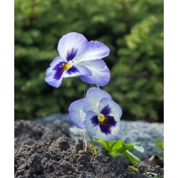 Bratek wielkokwiatowy - niebieski z biało-granatową plamą - Adonis - 320 nasion