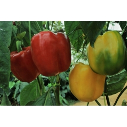 Papryka Granova - gruntowa, zielono-żółta, dojrzała czerwona - 70 nasion