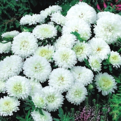 Aster chiński karłowy Albit - biały