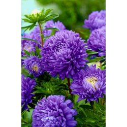 Aster chiński peoniowy Lazuryt