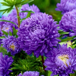 Aster chiński peoniowy Lazuryt