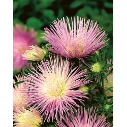 Aster igiełkowy Rapsodia - jasnofiołkowy