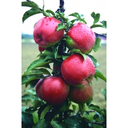 Jabłoń Ligol - sadzonka w balocie - XXL