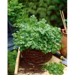 Mini ogród - Kolendra - do uprawy na balkonach i tarasach