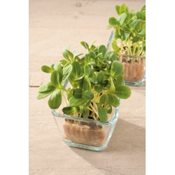 Microgreens - Ogórecznik lekarski - młode listki o unikalnym smaku