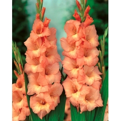 Gladiolus - Mieczyk Spic and Span - 5 cebulek