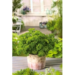 Mini ogród - Pietruszka naciowa o kędzierzawych liściach - do uprawy na balkonach i tarasach