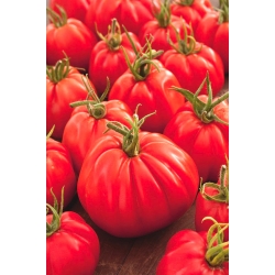 Pomidor Corazon F1 - w typie Bawole serce - gruntowy i pod osłony, wysoki