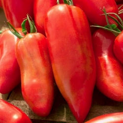 Pomidor Cornabel F1 - szklarniowy wysoki - 15 nasion