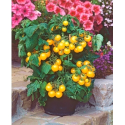 Mini ogród - Pomidor typu cherry - żółty - do uprawy na balkonach i tarasach