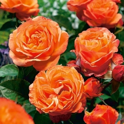 Róża parkowa pomarańczowa - sadzonka z bryłą korzeniową