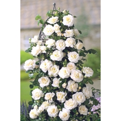Róża pnąca biała - sadzonka z bryłą korzeniową