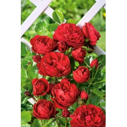 Róża pnąca czerwona - sadzonka z bryłą korzeniową