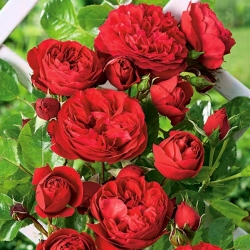 Róża pnąca czerwona - sadzonka z bryłą korzeniową