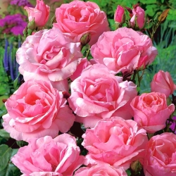Róża rabatowa różowa - sadzonka z bryłą korzeniową
