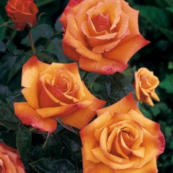 Róża rabatowa żółto-pomarańczowa - sadzonka z bryłą korzeniową