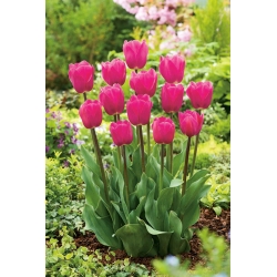 Tulipan różowy Rose - 5 cebulek