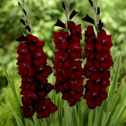 Gladiolus - Mieczyk Black Surprise - 5 cebulek