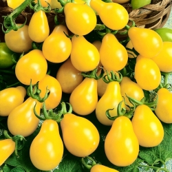 Pomidor wysoki żółty Yellow Pearshaped - 120 nasion