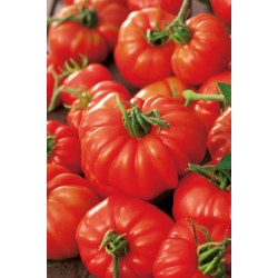 Pomidor Marmande - 200 nasion
