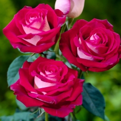 Róża wielkokwiatowa kremowo-różowa - sadzonka z bryłą korzeniową