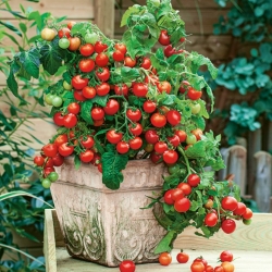 Pomidor Vilma - drobny, czerwony, dobry do uprawy doniczkowej