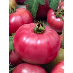 Pomidor Malinowy Ożarowski - odmiana dla każdego - NASIONA OTOCZKOWANE - 100 nasion