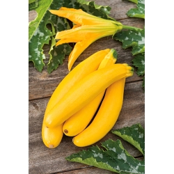 Cukinia Bananowy Song F1 - żółta