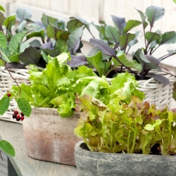 Mini ogród - Pikantne cięte listki - do uprawy na balkonach i tarasach