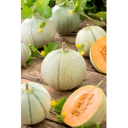 Melon cukrowy Charentaise - 90 nasion