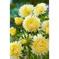 Aster karłowy Ksantypa - żółty