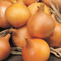 Cebula Supra - słomkowożółta, średnio późna - 1250 nasion