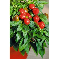 Papryka Peppino F1 - ostra, doniczkowa - 10 nasion