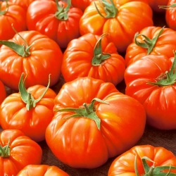 Pomidor Delizia F1 - gruntowy i pod osłony, wysoki