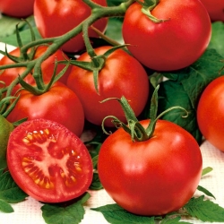 Pomidor Perkoz F1 - szklarniowy i pod osłony