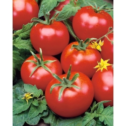 Pomidor Remiz F1 - szklarniowy i pod osłony