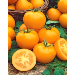 Pomidor Romus - gruntowy, wysoki