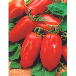BIO Pomidor - Certyfikowane nasiona ekologiczne - Marzano 2 - 225 nasion