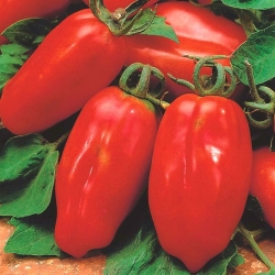 BIO Pomidor - Certyfikowane nasiona ekologiczne - Marzano 2 - 225 nasion