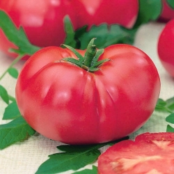 Pomidor VP1 F1 Pink King - szklarniowy, malinowy - 15 nasion